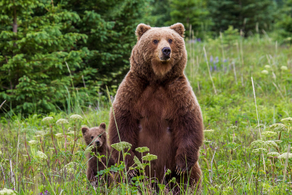 Brown Bear standing with cub Photo 179 print