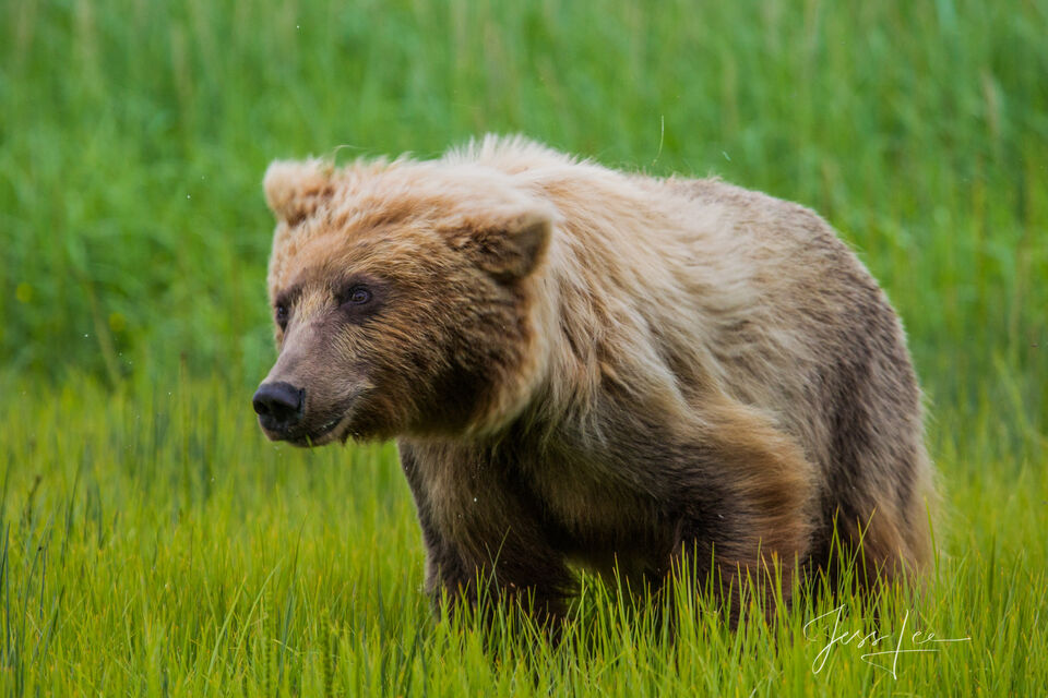 Brown Bear Photo 194 print