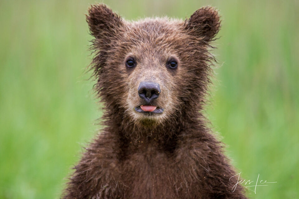 Brown Bear Photo 201 print