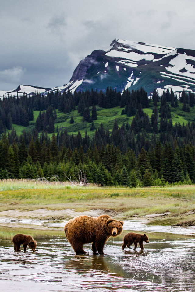 Brown Bear Photo 207 print