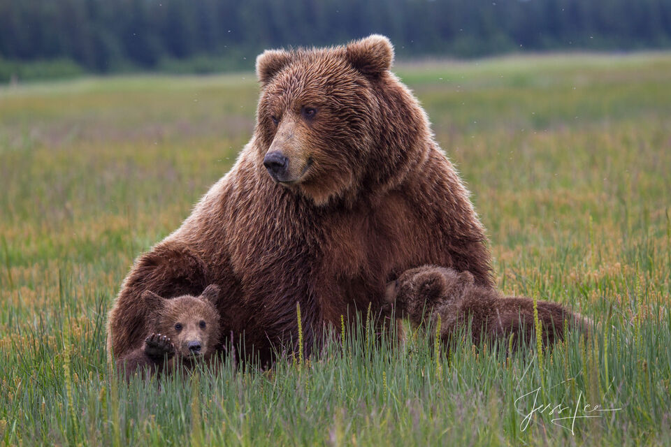 Brown Bear nursing Photo 210 print