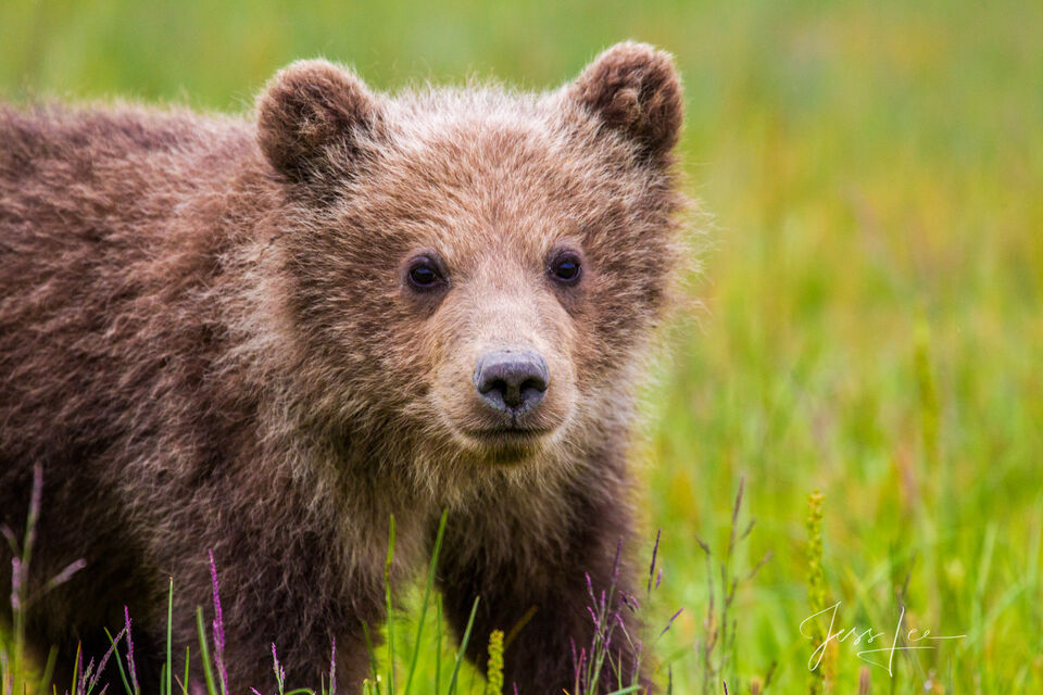 Brown Bear Photo 239 print