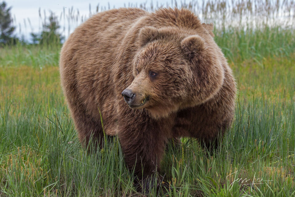 Grizzly Bear looking to the side print