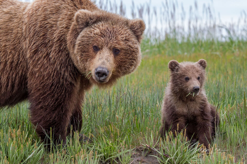 Brown Bear Mom and Cub  print