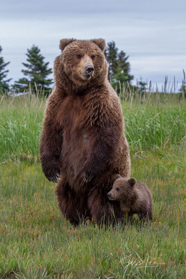 Grizzly Bear and Cub Watching 246 print