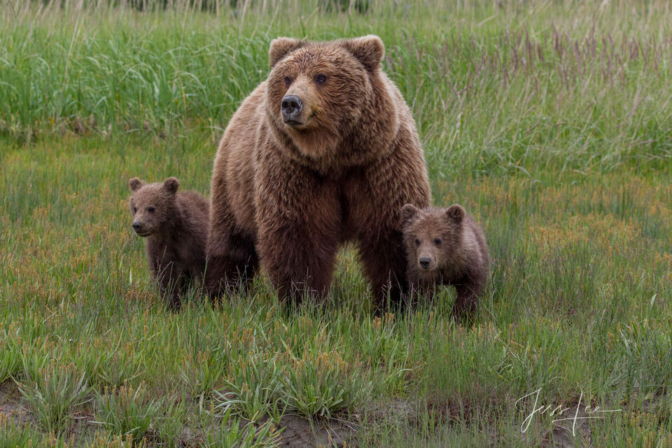 Brown Bear WITH 2 CUBS Photo 247 print