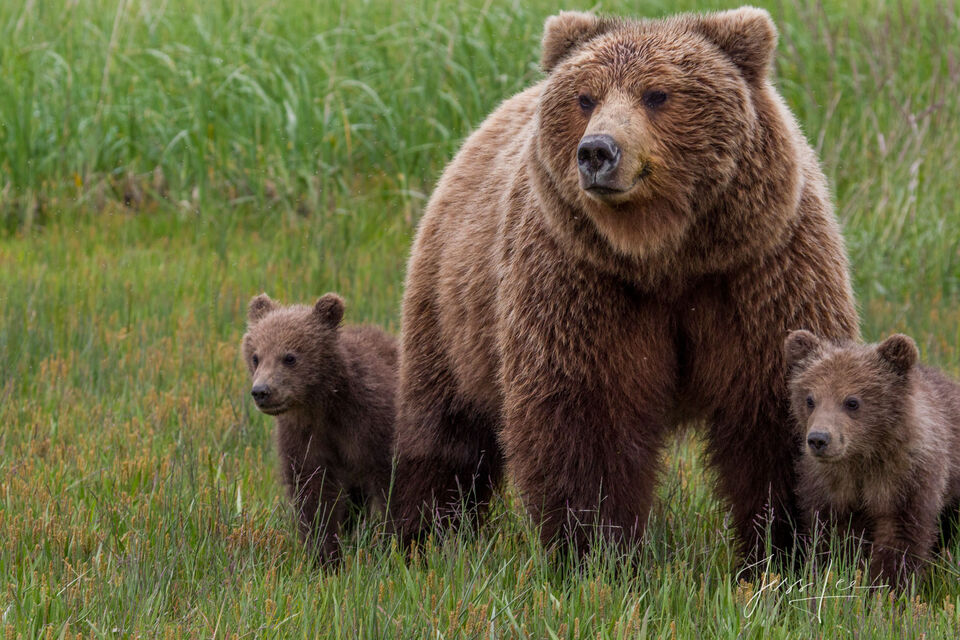 Brown Bear with 2 cubs Photo 248 print