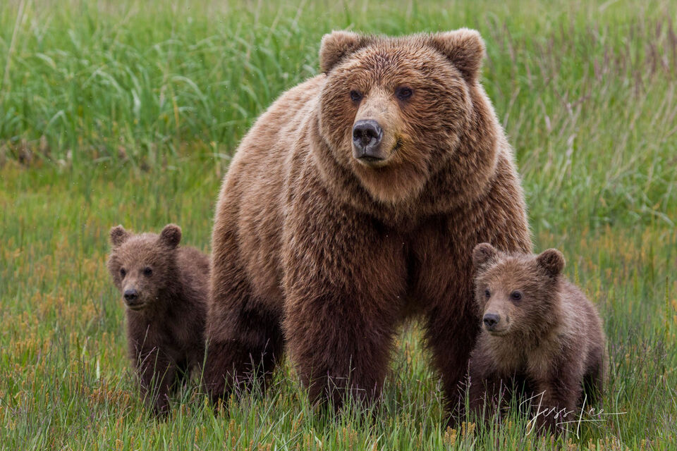 Brown Bear Mom abd Cubs Photo 249 print