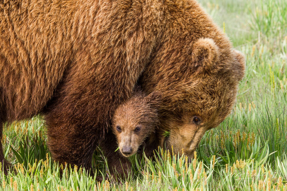Grizzly Bear hugging Cub Photo 257 print