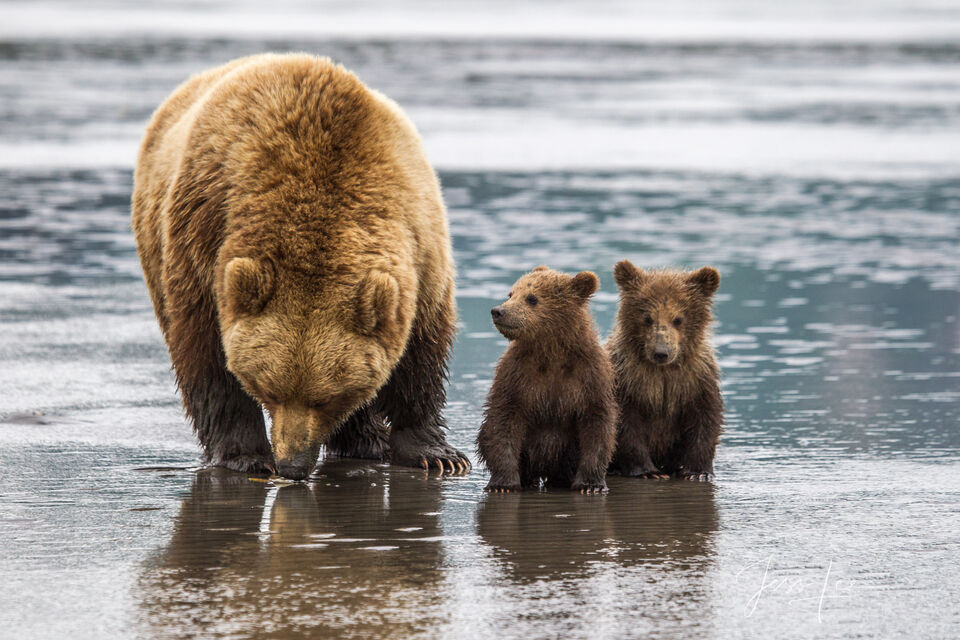 Grizzly,  Bear Claiming with 2 Cubs  Photo 262 print