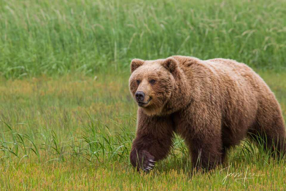 Brown Bear Photo 269 print