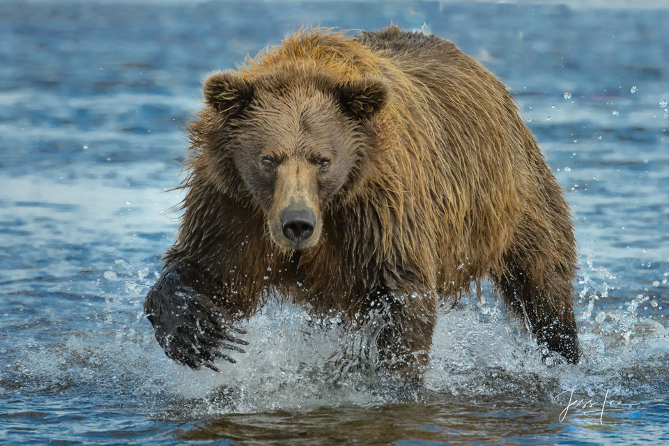 Fishing Brown/grizzly bear picture print