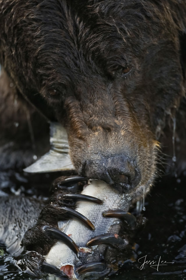 Fishing Grizzly Bear Claws and Salmon print