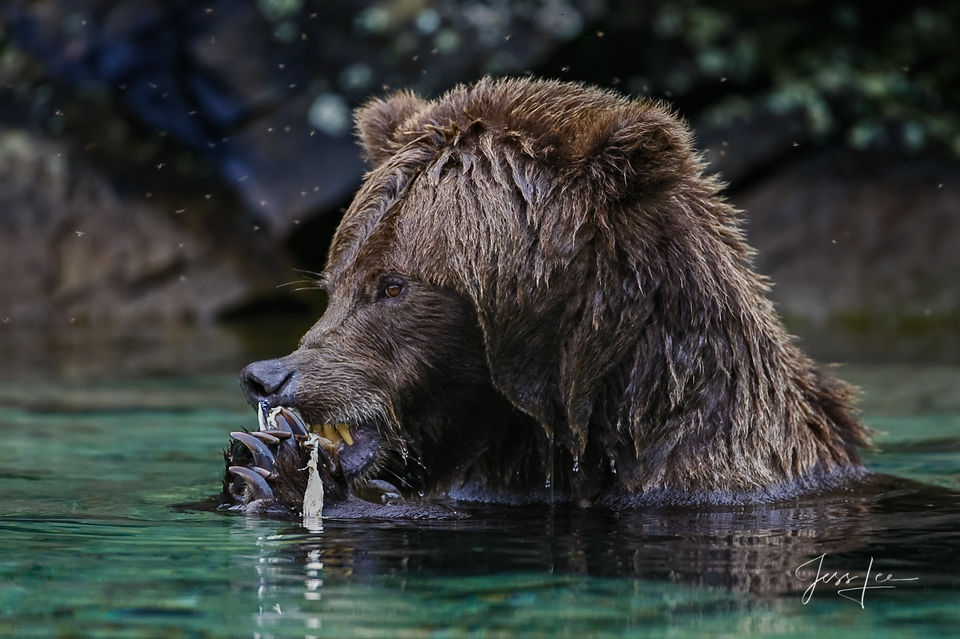 Grizzly Eating Salmon print