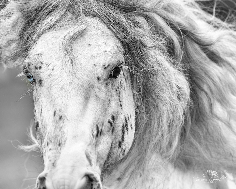 Gypsy Vanner Stallion Photo WAHS_7388 print