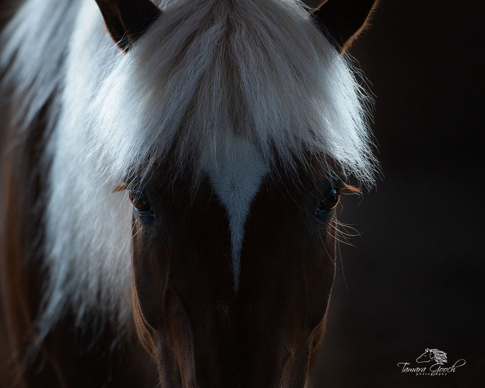 Hafliinger Horse Pippen Photo EPW2_3185 print