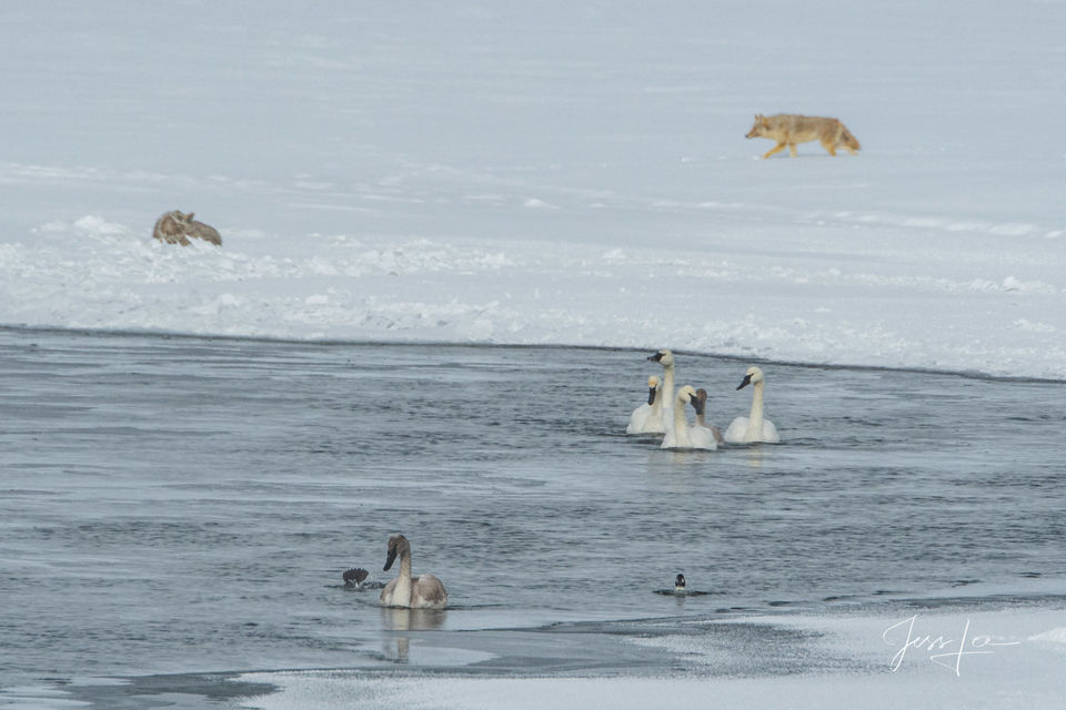 A coyote stalking a flock of birds in Yellowstone National Park, Wyoming. 