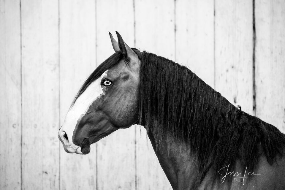 Horses of Camargue, Provence France 1 print