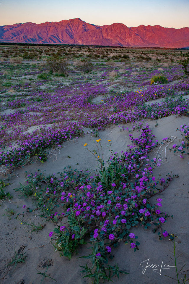 Mojave Spring | Click For Details print