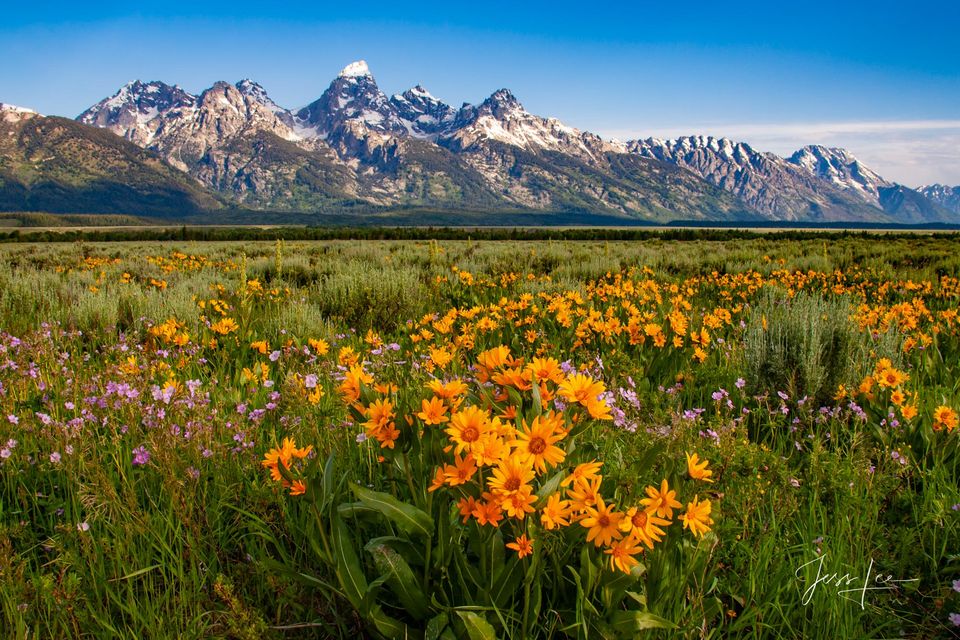 Spring flowers in Jackson Hole print