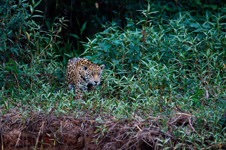 Out of the bush print