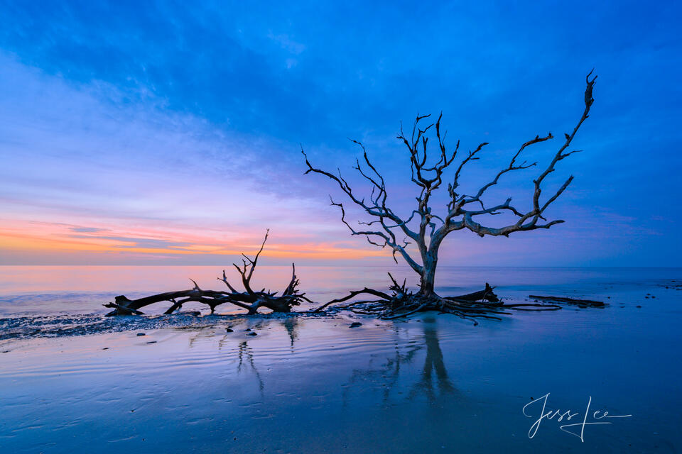 Jekyll Morning, dead trees.