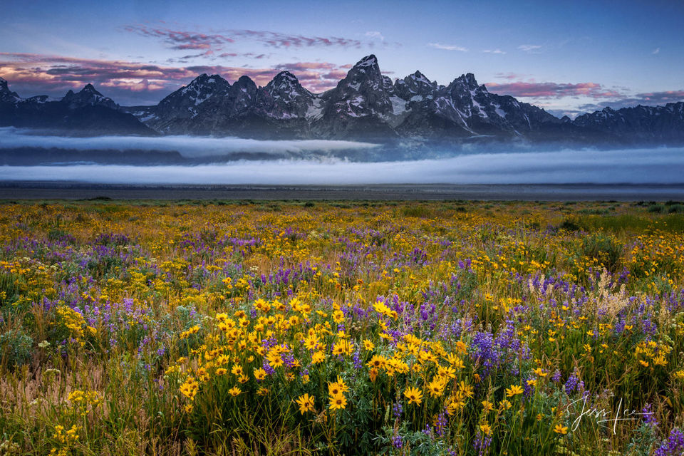 Jackson Hole Spring Flowers print