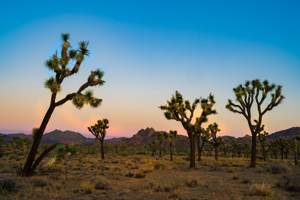 Desert Sunset print