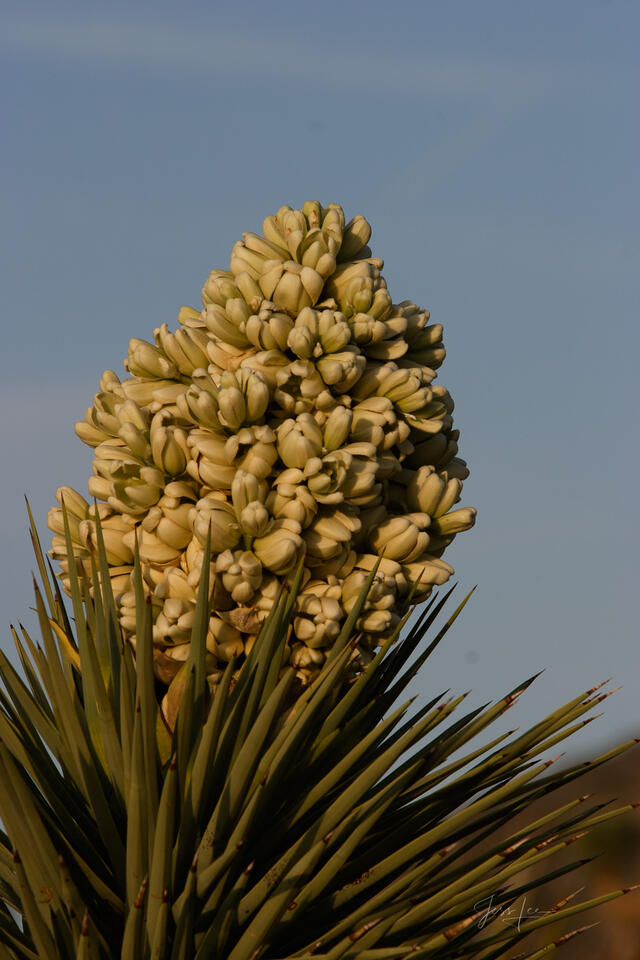 Desert Flower print