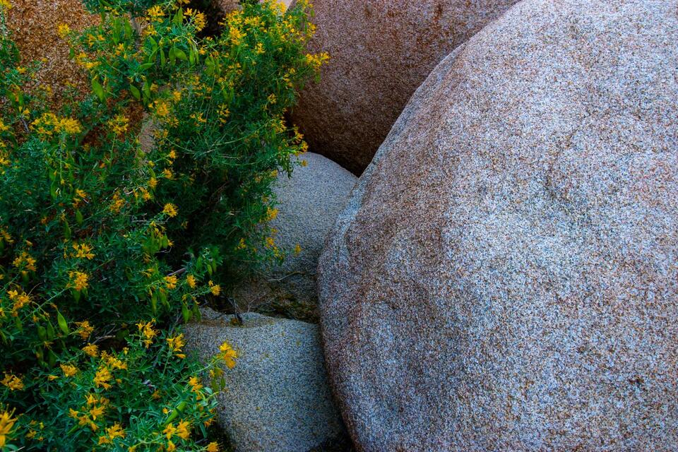 Rock Garden print