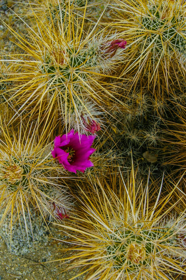 Beauty and Thorns print