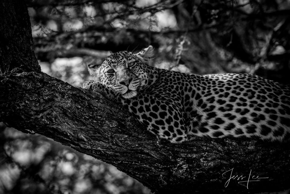 Leopard Napping print