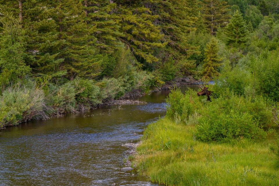 Madison River Moose print