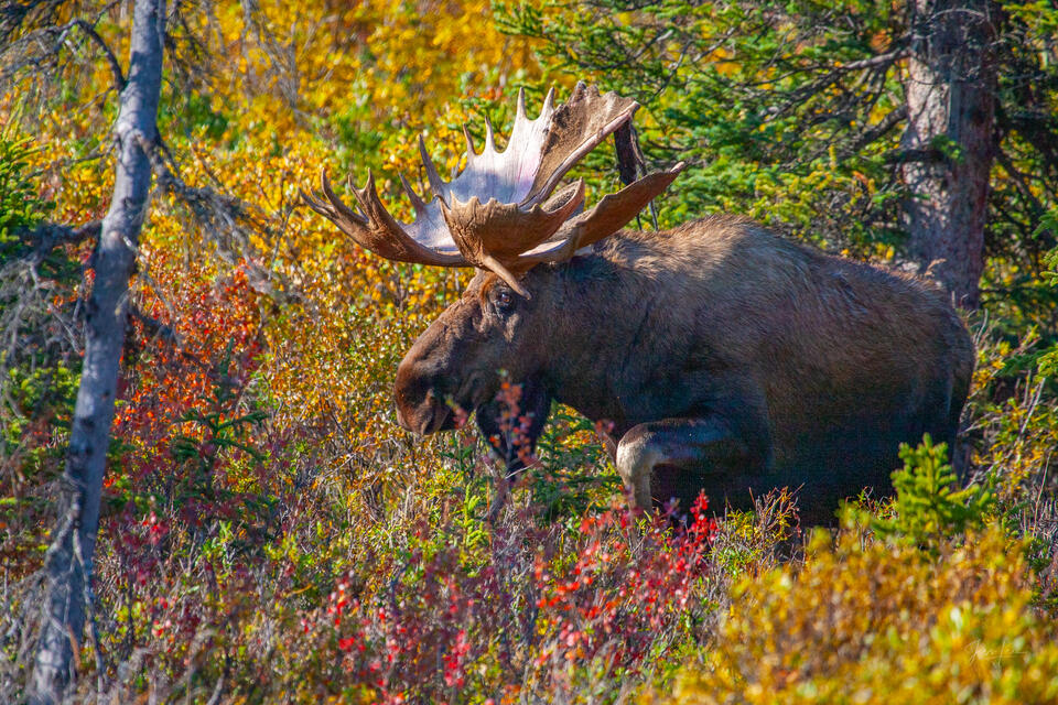 Bull Moose in the Timber print