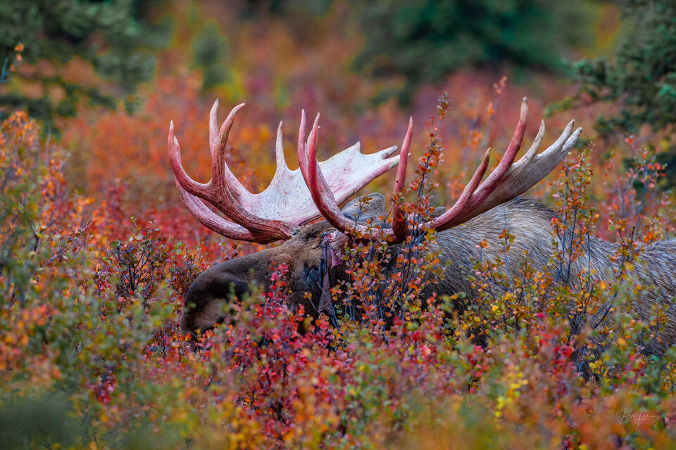 Bull Moose in the Brush print