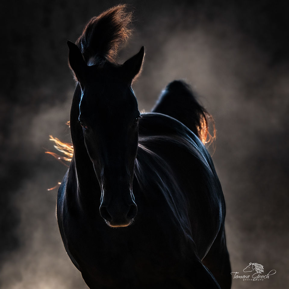 Morgan Horse Hank Photo EPW2_3801 print