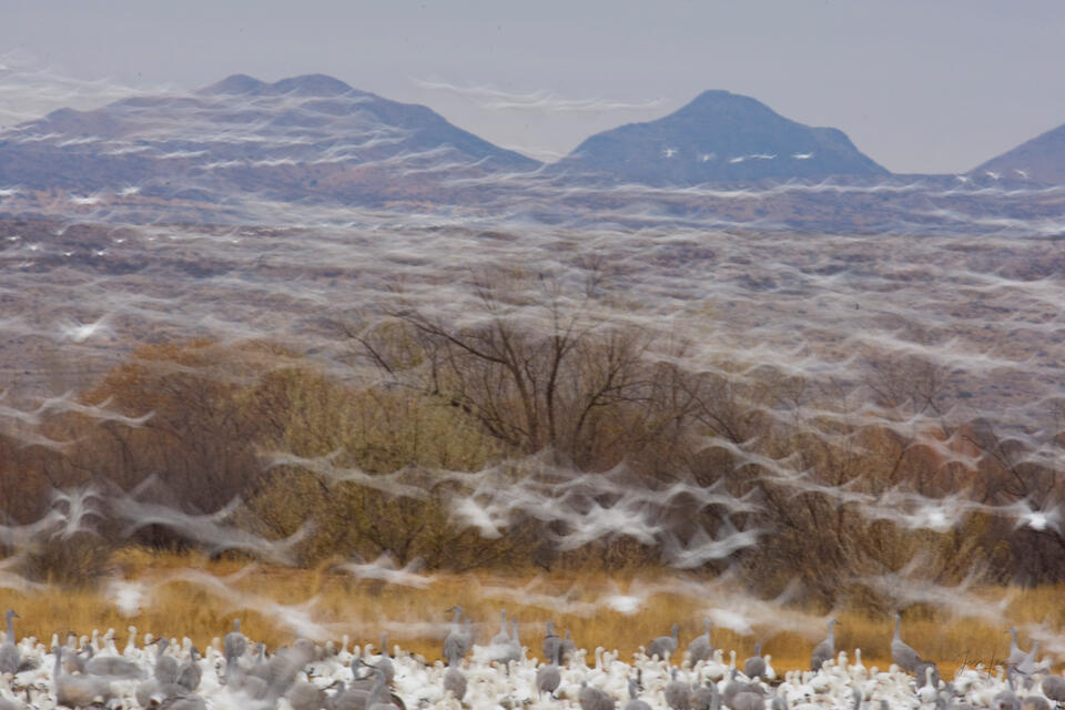 Winter Flight, New Mexico print