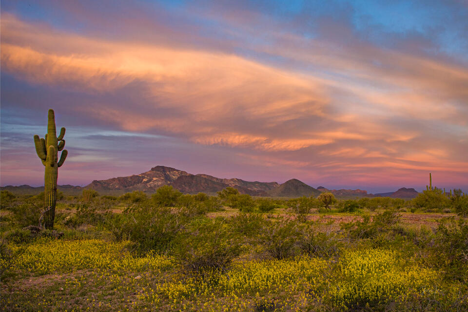 Desert Spring at Organ Pipe print