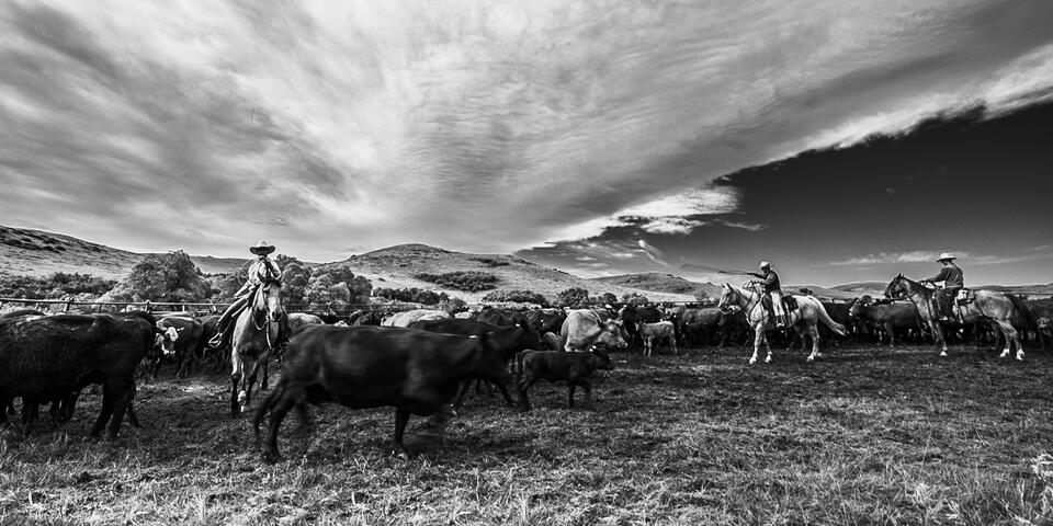 Separating the young ones. Padlock Ranch Photos print