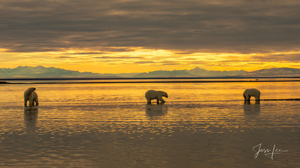 Polar Bear Golden Hour  print