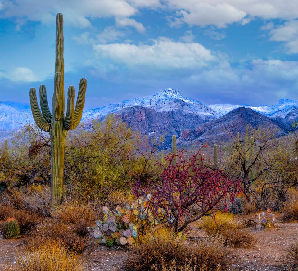 Sabino Snow print