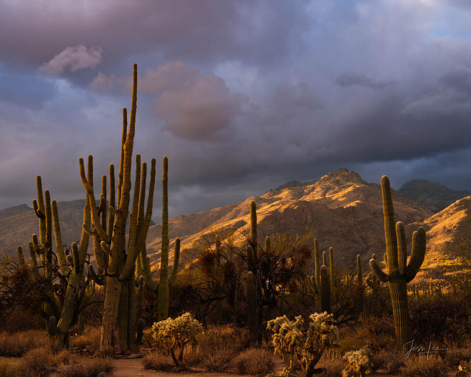 Sabino Saguaro print
