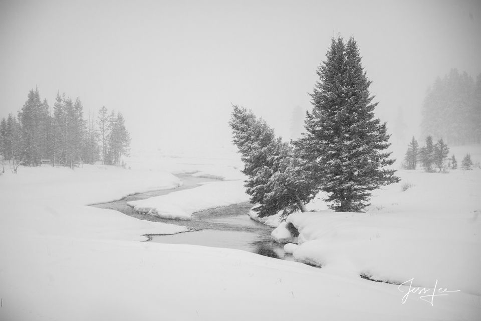 Snowy Leaning Tree Photograph in Black and White