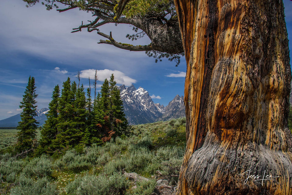 Shadow of the Tetons print