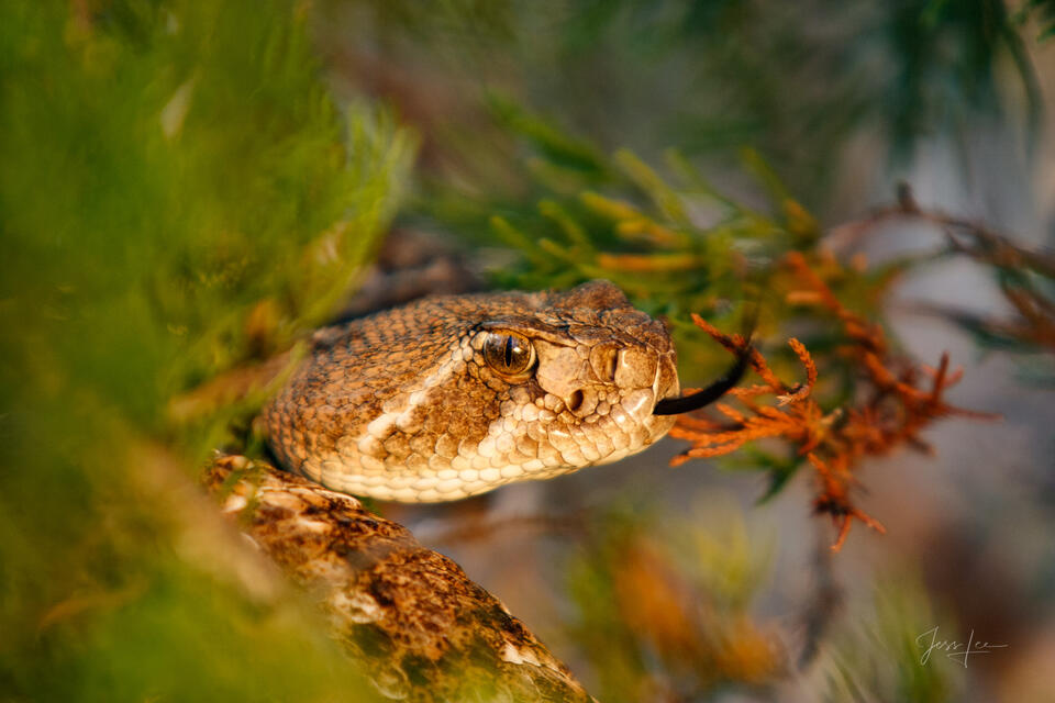 Rattlier print
