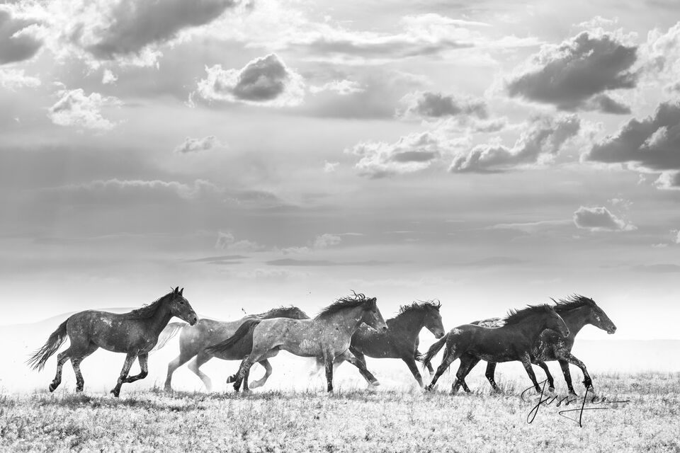 Onaqui Wild Horses print