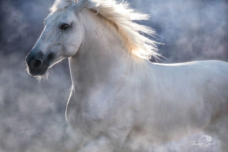 Fine Art Print of a Lusitano Stallion print