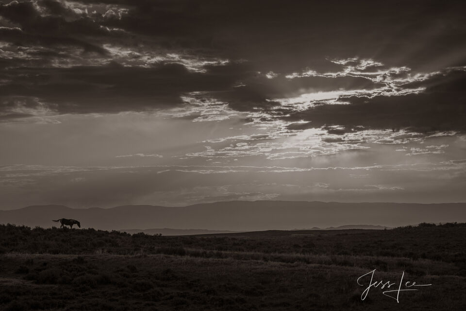 Black and White Evening Wild Horses print