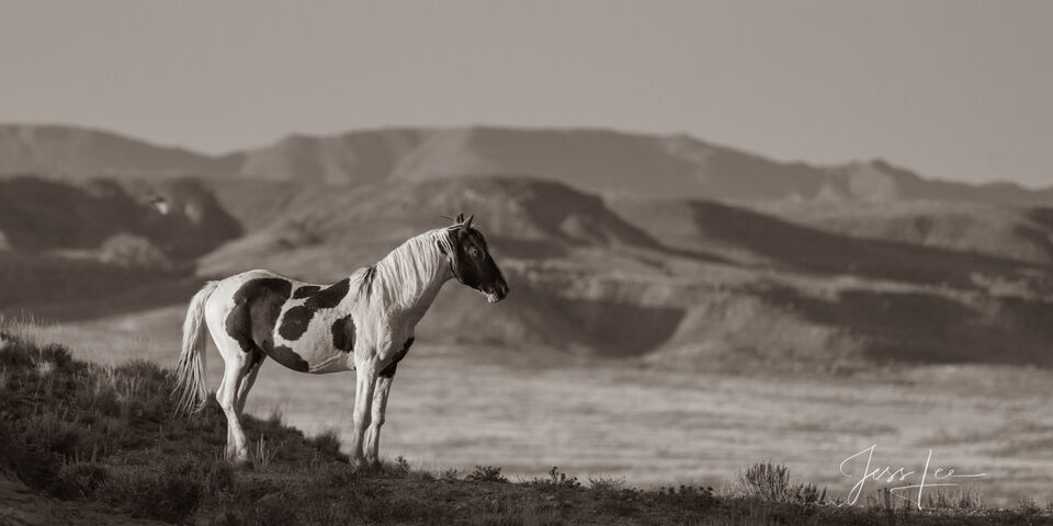 Wild One | Black and White Wild Horse Photo  print