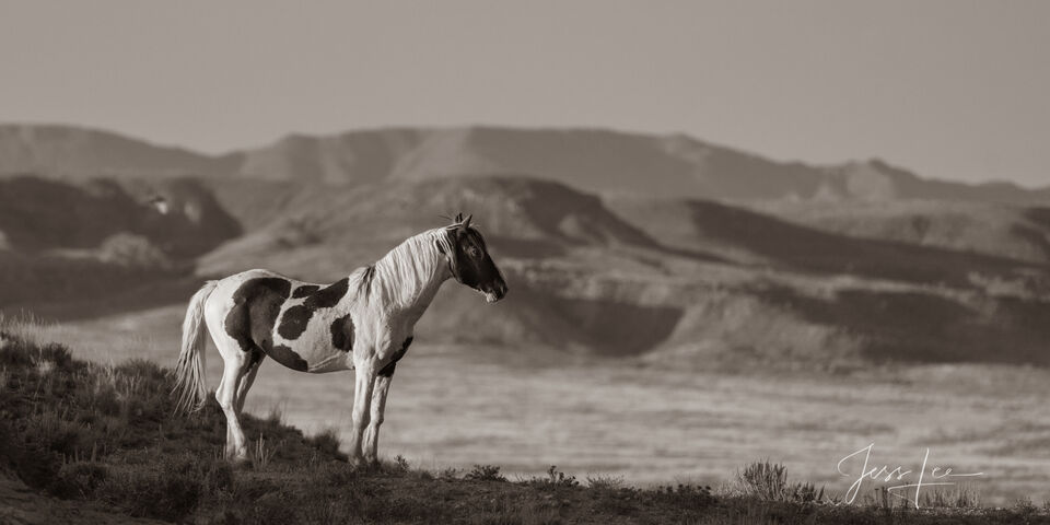 Wild One | Black and White Wild Horse Photo print